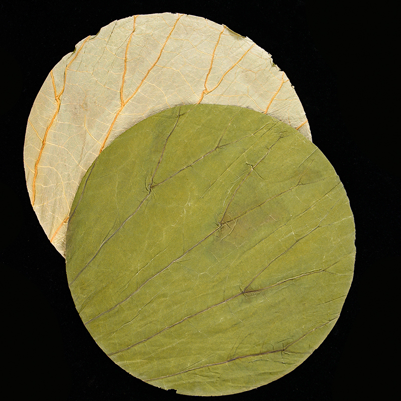 50Pcs 22cm Big Natural Dried L - مراجعة Interior Design Kitchen وسعره